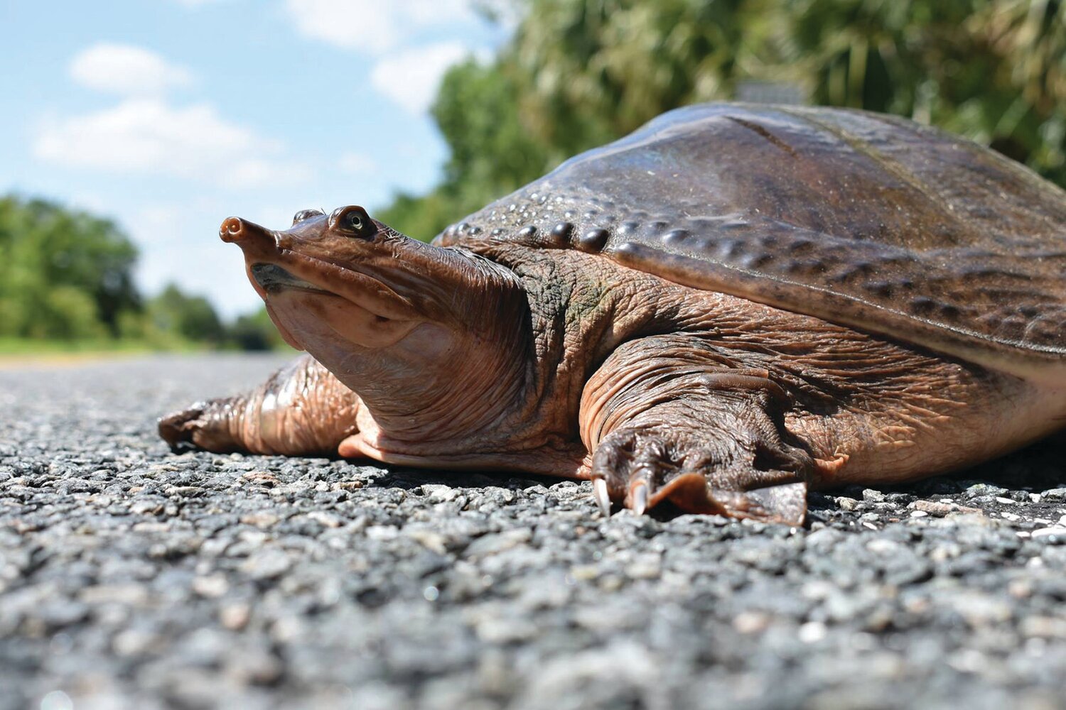 Healthy softshell turtles are active and alert.